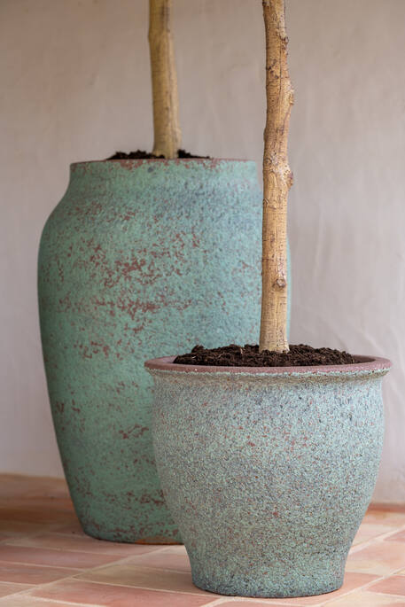 Olea Europaea Tree XL, Green
