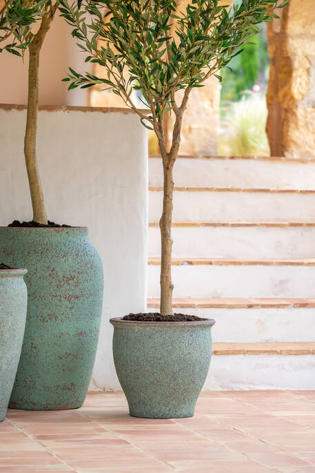 Olea Europaea Tree XL, Green