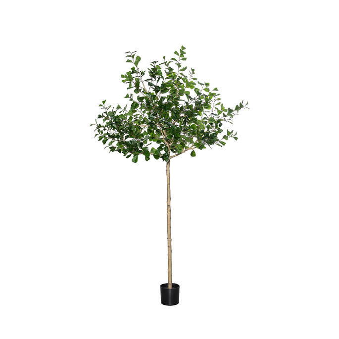Ficus Triangularis Tree XL, Green