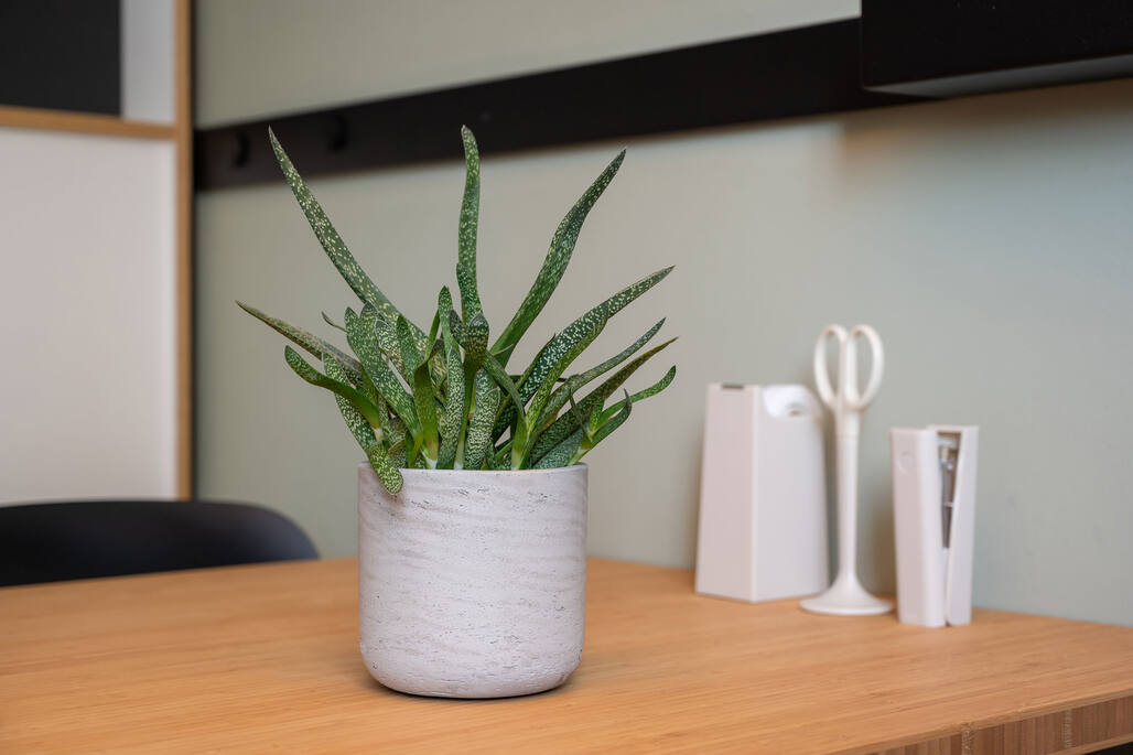 Charlie L, Grey Washed