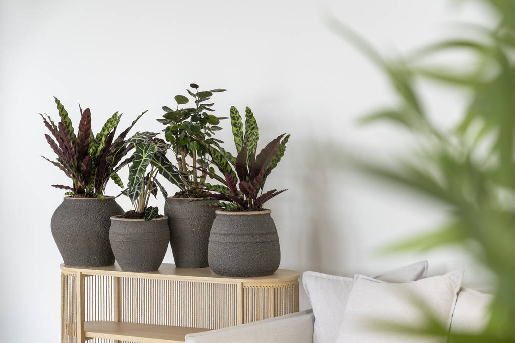 Ares S, Umber Brown