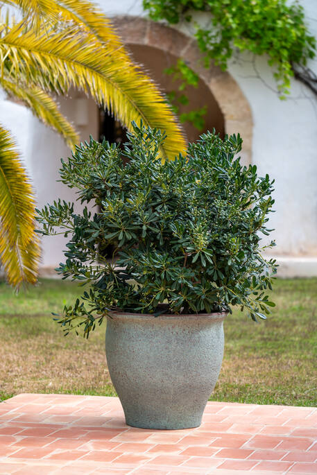 Poseidon L, Rustic Green