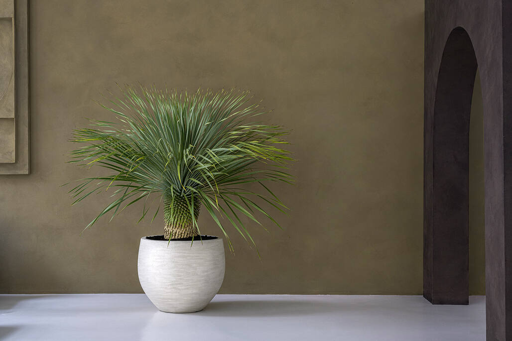 Jumbo Orb XXS, Ivory Washed