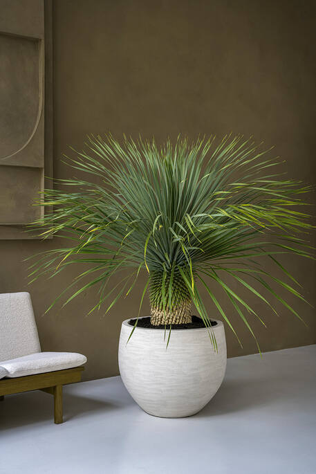 Jumbo Orb XXS, Ivory Washed