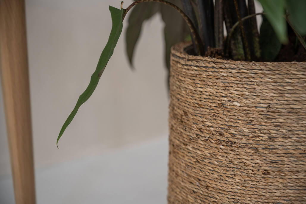 Patt L, Straw Grass