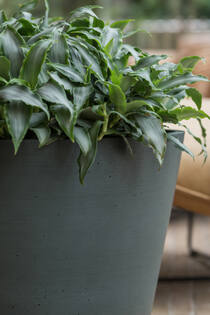 Bucket M, Pine Green