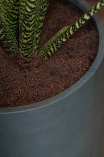 Max M, Pine Green