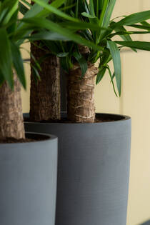 Dax XL, Volcano Black