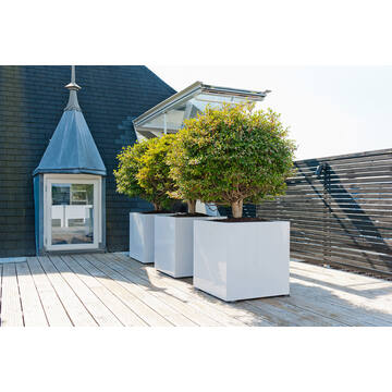 Block M, Glossy White