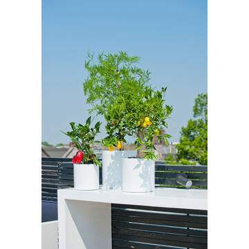 Max S, Glossy White