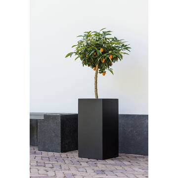 Bouvy XXL, Black