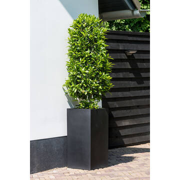 Bouvy M, Black