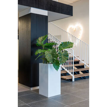 Bouvy M, Matte White