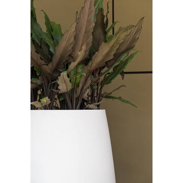 Pax M, Matte White