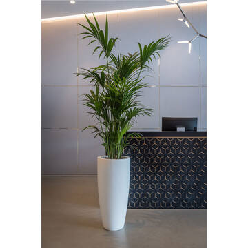 Dax XL, Matte White