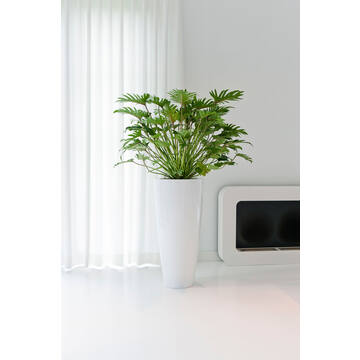 Dax XL, Glossy White