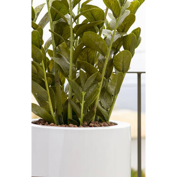 Dax XL, Glossy White