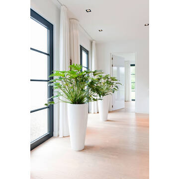 Dax L, Glossy White