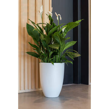 Ben XL, Matte White
