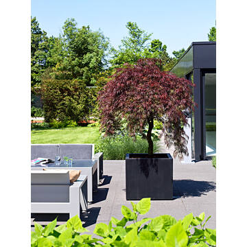 Jumbo M, Black