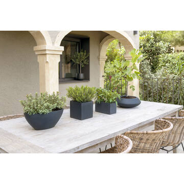 Dorant S, Black