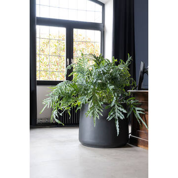 Patt S, Black