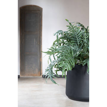 Patt M, Black