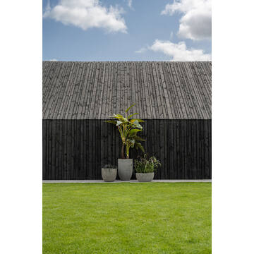 Alocasia M, Green
