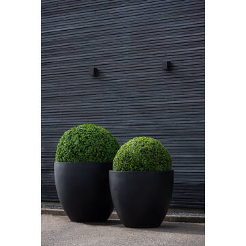 Boxwood XS, Green