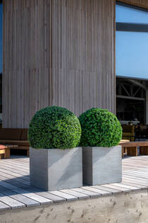 Boxwood XS, Green
