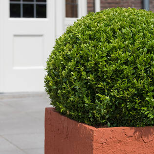 Boxwood Round S, Green
