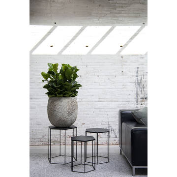 Ficus Lyrata XS, Green