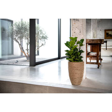 Ficus Lyrata XS, Green