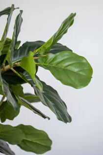 Ficus Lyrata XL, Green
