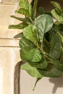 Ficus Lyrata XL, Green