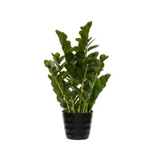 Zamioculcas M, Green