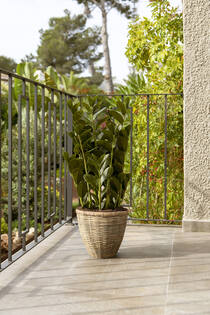 Zamioculcas M, Green