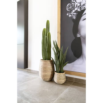 Sansevieria S, Green