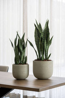 Sansevieria S, Green