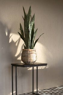 Sansevieria S, Green