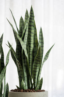 Sansevieria M, Green