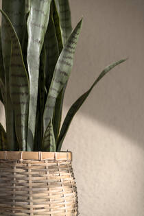 Sansevieria M, Green