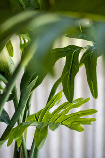 Philodendron L, Green