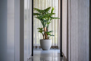 Philodendron L, Green