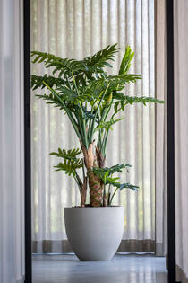 Philodendron L, Green