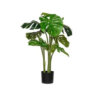 Monstera L, Green