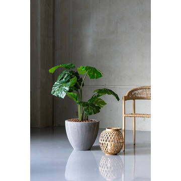 Monstera L, Green