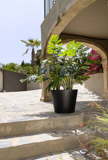 Monstera L, Green