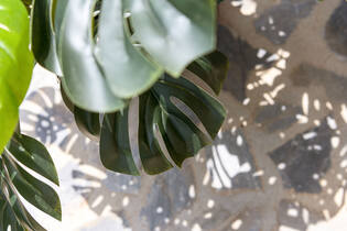 Monstera XL, Green