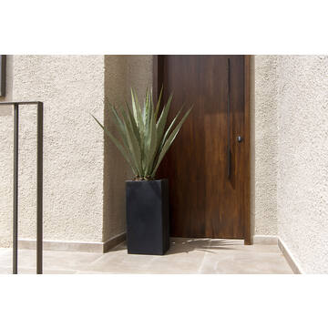 Agave L, Green